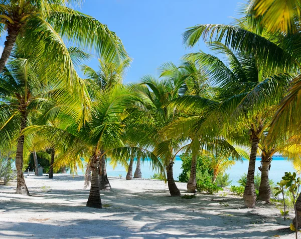 Пальмы на пляже — стоковое фото