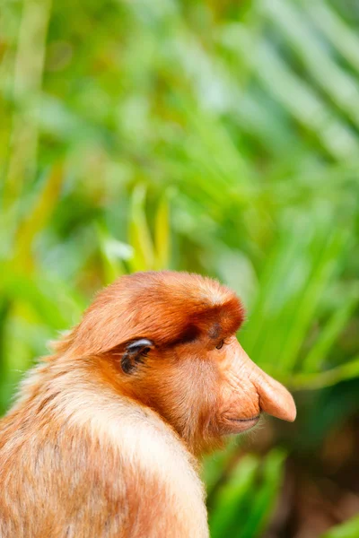 Snabel monkey — Stockfoto