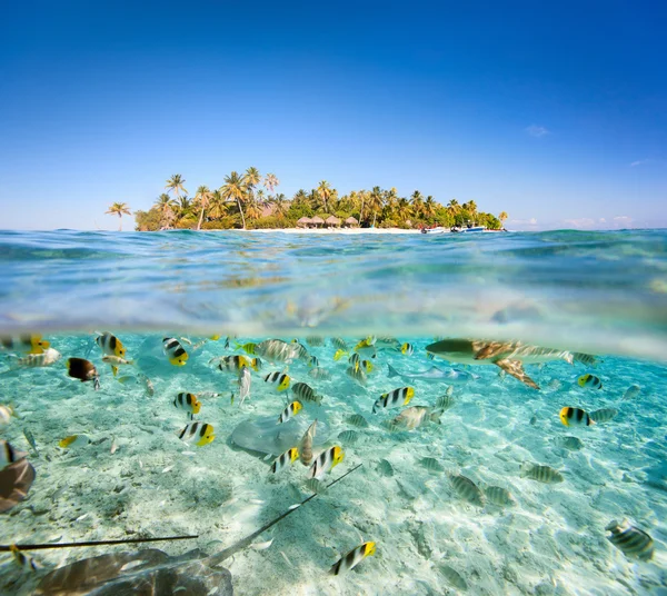 Isla tropical por encima y bajo el agua — Foto de Stock