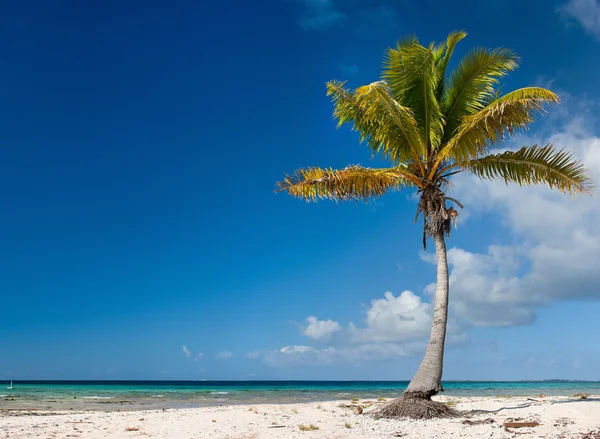 Palmboom op exotische strand — Stockfoto