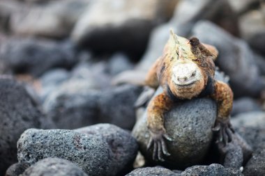 Deniz iguana ve galapagos finch