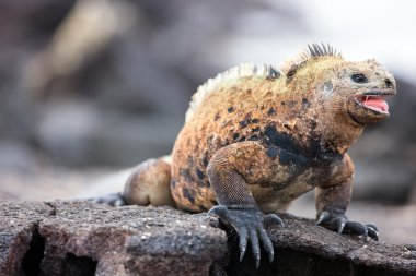 erkek deniz iguana