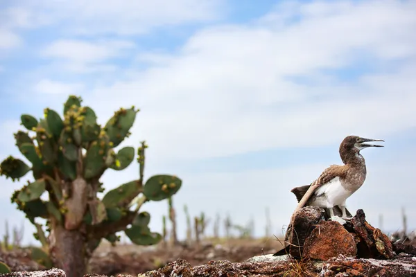 Blue footed booby chick — Stock Photo, Image