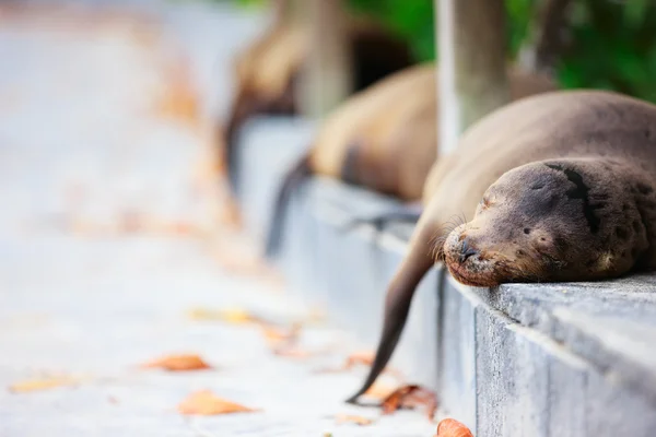 Zeeleeuwen slapen langs een weg — Stockfoto