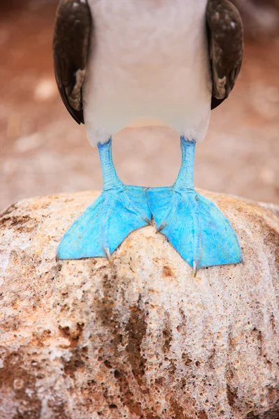 Pieds de pied bleu booby — Photo