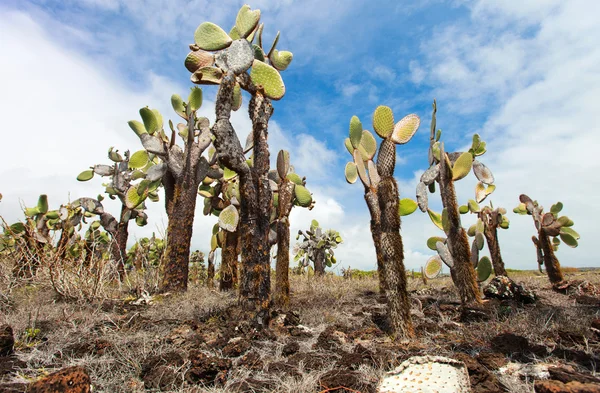 Floresta de Opuntia cactus — Fotografia de Stock