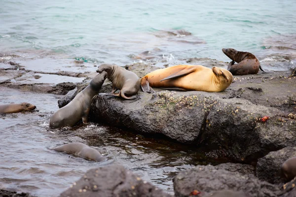 Mujer león marino con bebés —  Fotos de Stock