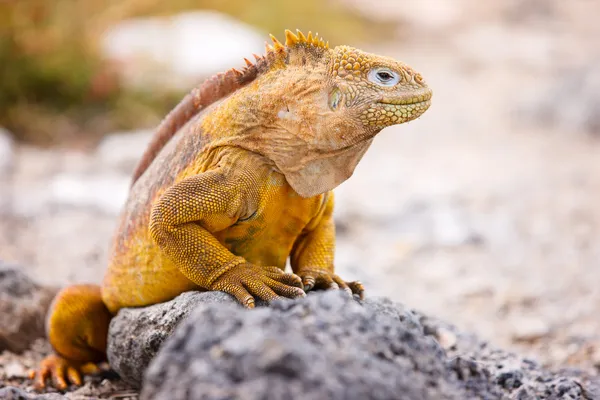 Iguana terrestre — Fotografia de Stock