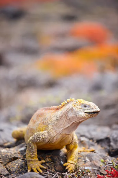 Iguana terrestre — Foto de Stock