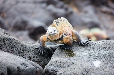 erkek deniz iguana