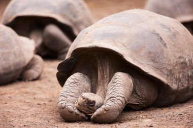 Galapagos giant tortoise clipart