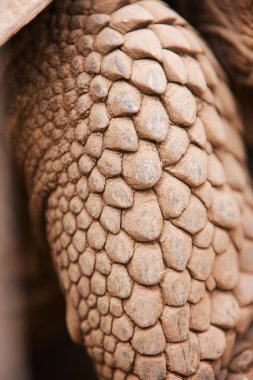 Galapagos giant tortoises skin clipart