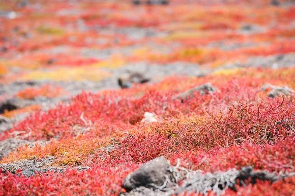 Endemic succulent sesuvian grass — Stock Photo, Image