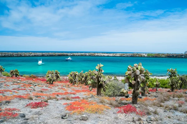 South plaza island — Stock Photo, Image