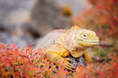 kara iguana