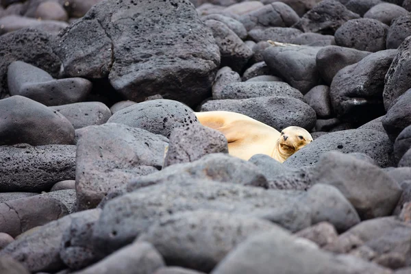 Seelöwe — Stockfoto