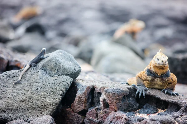 Deniz Iguanas — Stok fotoğraf
