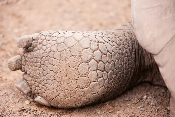 Galapagos dev kaplumbağa ayak — Stok fotoğraf