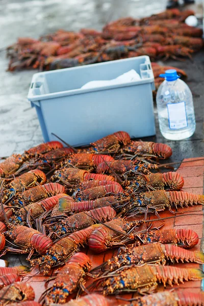 Temporada de lagosta — Fotografia de Stock