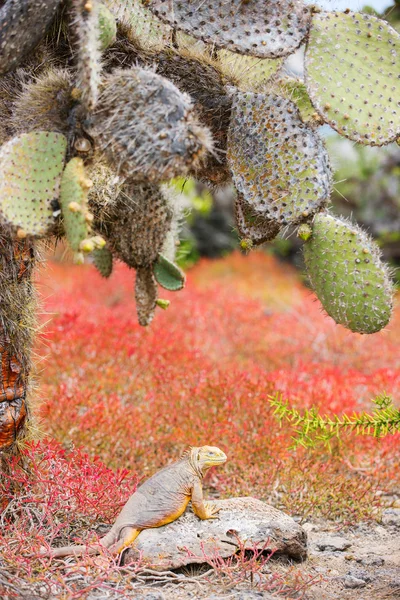 Iguana terrestre sob opuntia cactus — Fotografia de Stock