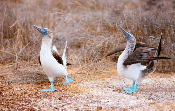 Blue footed booby mating dance — Stock Photo, Image