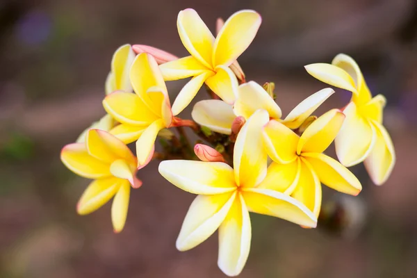 Flores de Frangipani — Fotografia de Stock