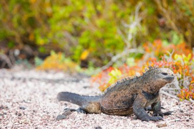 erkek deniz iguana