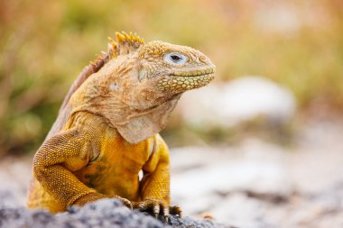 Land iguana clipart