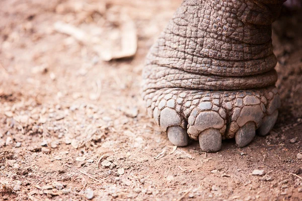 Galapagos óriás teknősök láb — Stock Fotó