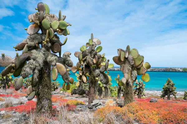 South plaza island — Stock Photo, Image