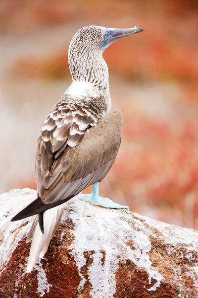 Modrá pata stránky nekňuba — Stock fotografie