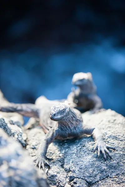 Marine iguanas — Stock Photo, Image