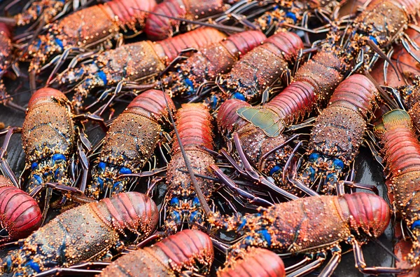 Lobsters — Stock Photo, Image