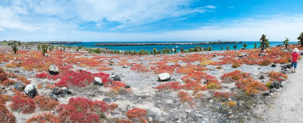 South plaza island — Stock Photo, Image