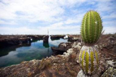Santa Cruz 'un Galapagos adasında Opuntia kaktüsünün olduğu bir bölge.