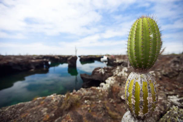 Вид на местность с кактусом Опунтия на галапагосском острове Санта-Крус — стоковое фото