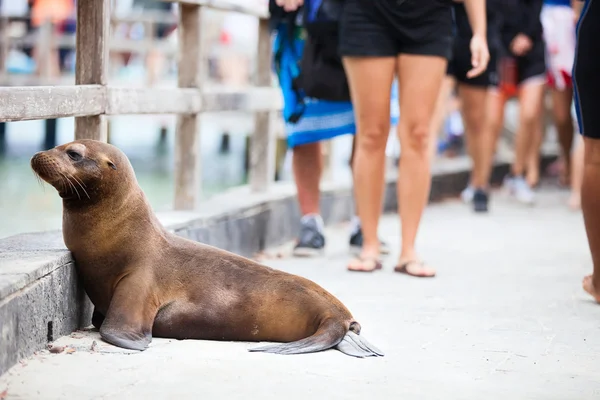 Sea lion sleeping along a pedestrian walkway — Stock Photo, Image