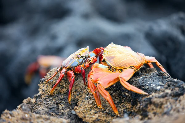 Poisson frais au marché de fruits de mer en Équateur — Photo