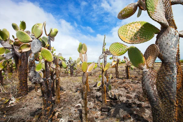 Blick auf ein Gebiet mit Opuntia-Kakteen auf der Galapagos-Insel Santa Cruz — Stockfoto