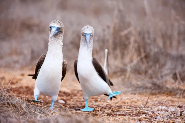 Blue footed booby parning dans — Stockfoto