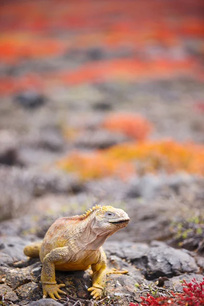 Iguana terrestre — Fotografia de Stock