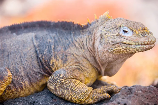 Terra Iguana — Foto Stock