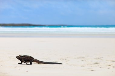 bir beyaz kum plajı üzerinde deniz iguana