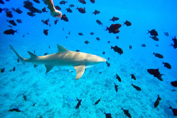 Tiburón limón —  Fotos de Stock