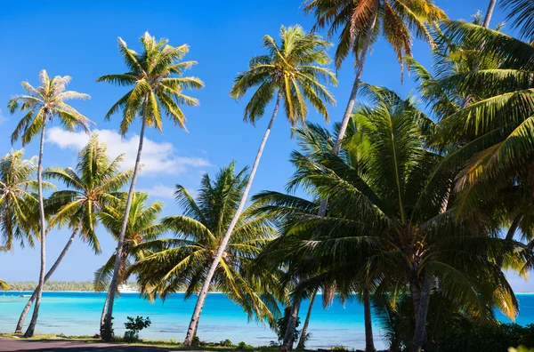 Costa de Bora Bora — Fotografia de Stock