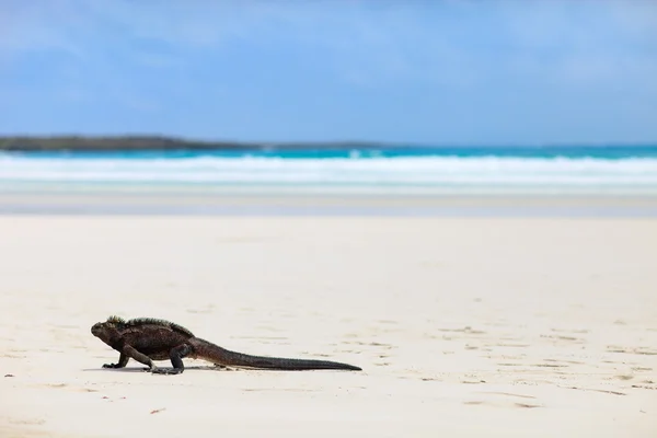 Iguana marina su una spiaggia di sabbia bianca — Foto Stock