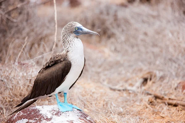 Blu dai piedi booby — Foto Stock