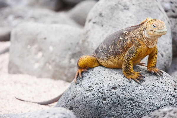 Kara iguana — Stok fotoğraf