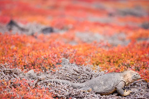 Iguana terrestre — Fotografia de Stock