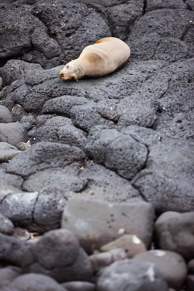 海狮 — 图库照片